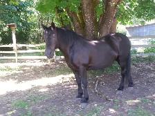 Horse Board in Chemainus - Photo 2