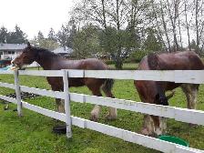 Horse Board in Chemainus - Photo 3