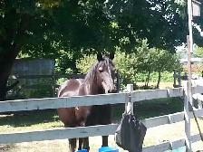 Horse Board in Chemainus - Photo 4