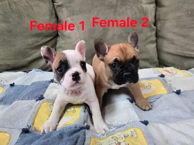 Frenchton Puppies