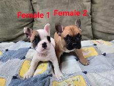 Frenchton Puppies