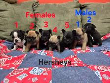 Frenchton Puppies - Photo 4