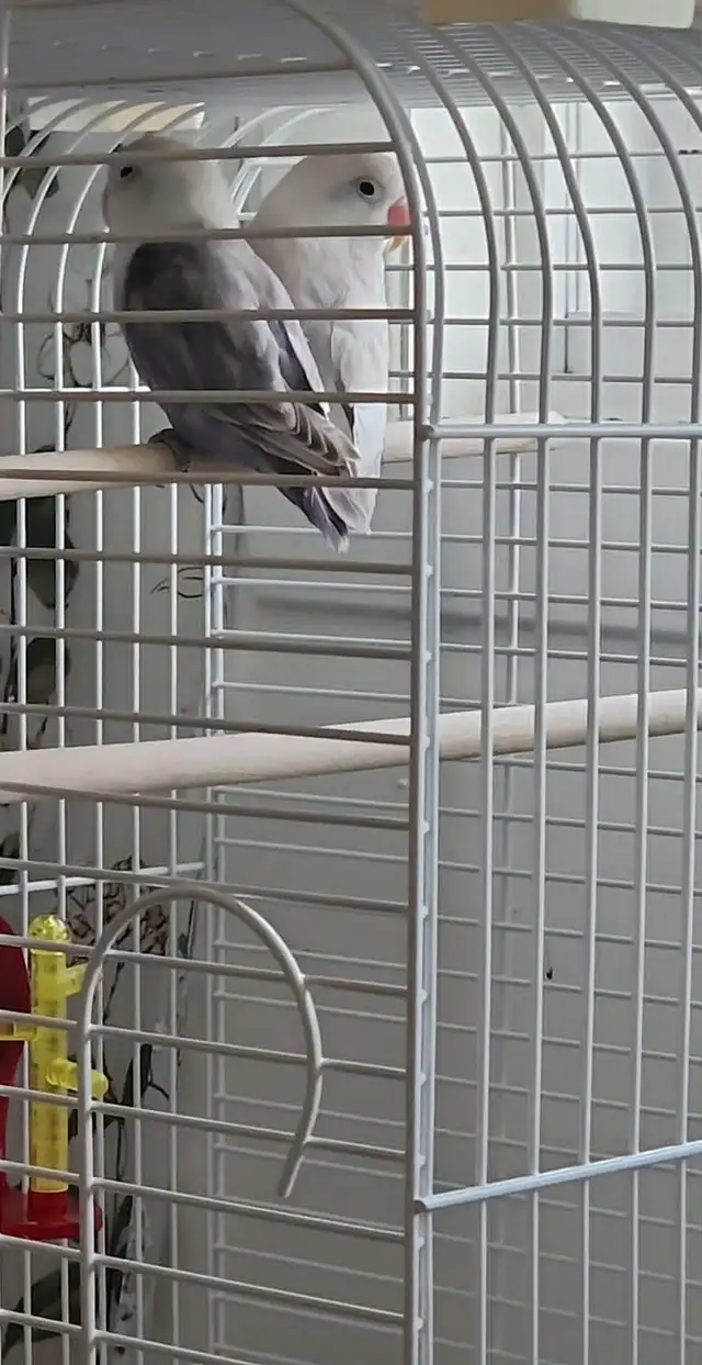 DEUX BÉBÉS DE 5 MOIS INSÉPARABLES À VENDRE ENSEMBLE AVEC CAGE