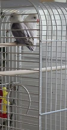 DEUX BÉBÉS DE 5 MOIS INSÉPARABLES À VENDRE ENSEMBLE AVEC CAGE
