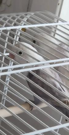 DEUX BÉBÉS DE 5 MOIS INSÉPARABLES À VENDRE ENSEMBLE AVEC CAGE - Photo 2