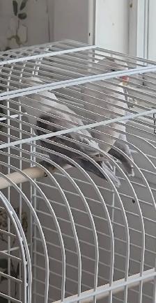 DEUX BÉBÉS DE 5 MOIS INSÉPARABLES À VENDRE ENSEMBLE AVEC CAGE - Photo 3