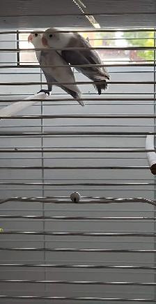 DEUX BÉBÉS DE 5 MOIS INSÉPARABLES À VENDRE ENSEMBLE AVEC CAGE - Photo 4