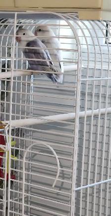 DEUX BÉBÉS DE 5 MOIS INSÉPARABLES À VENDRE ENSEMBLE AVEC CAGE - Photo 5
