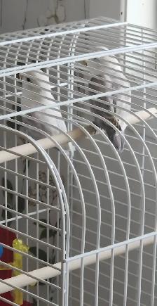 DEUX BÉBÉS DE 5 MOIS INSÉPARABLES À VENDRE ENSEMBLE AVEC CAGE - Photo 6