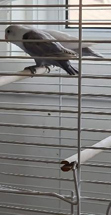 DEUX BÉBÉS DE 5 MOIS INSÉPARABLES À VENDRE ENSEMBLE AVEC CAGE - Photo 7