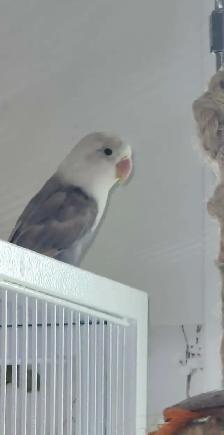 DEUX BÉBÉS DE 5 MOIS INSÉPARABLES À VENDRE ENSEMBLE AVEC CAGE - Photo 9