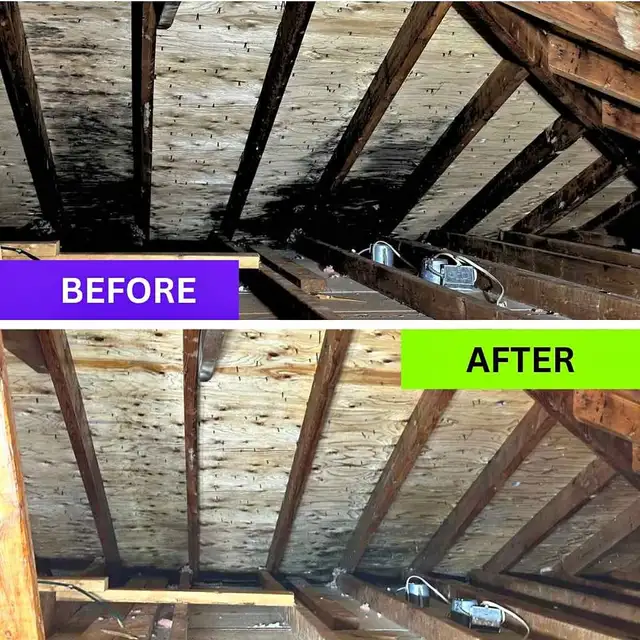 Attic Mold