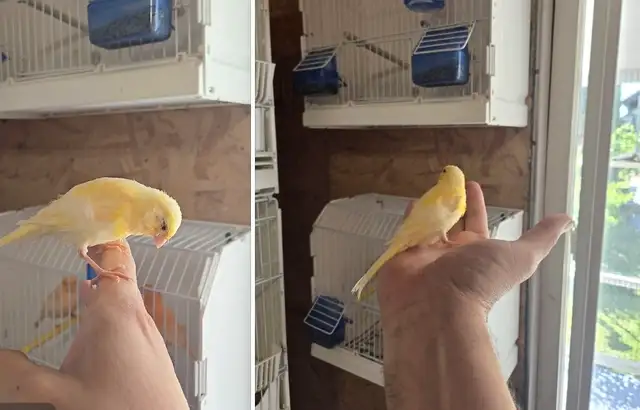 Hantame Canary