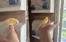 Hantame Canary