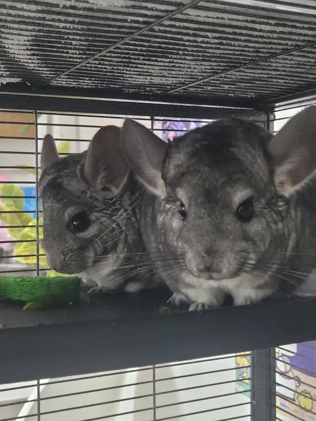 2 chinchillas femelles