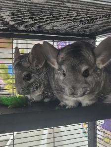 2 chinchillas femelles