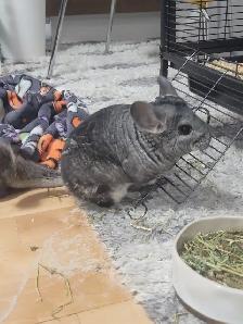 2 chinchillas femelles - Photo 2