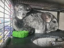 2 chinchillas femelles - Photo 3