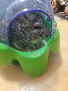 2 chinchillas femelles - Photo 4