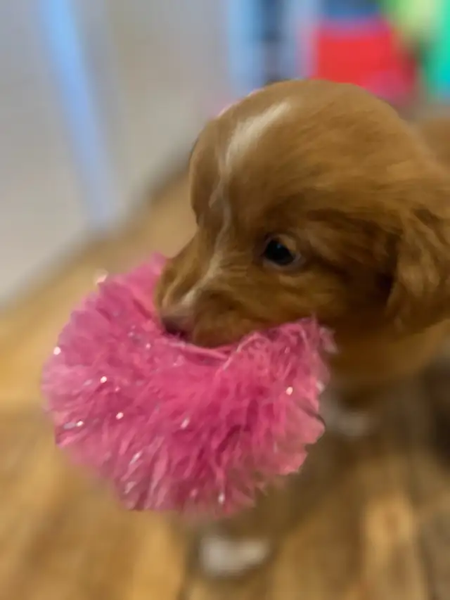 Nova Scotia Duck Tolling Retriever