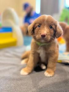 Nova Scotia Duck Tolling Retriever - Photo 2