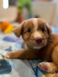 Nova Scotia Duck Tolling Retriever - Photo 3