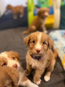 Nova Scotia Duck Tolling Retriever - Photo 4