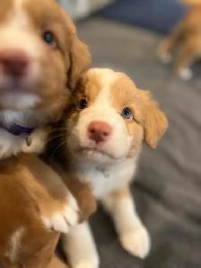 Nova Scotia Duck Tolling Retriever - Photo 5