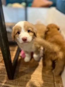 Nova Scotia Duck Tolling Retriever - Photo 6