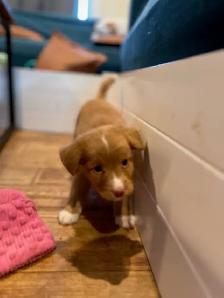 Nova Scotia Duck Tolling Retriever - Photo 7