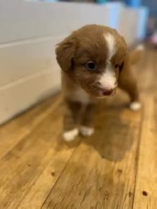 Nova Scotia Duck Tolling Retriever - Photo 8