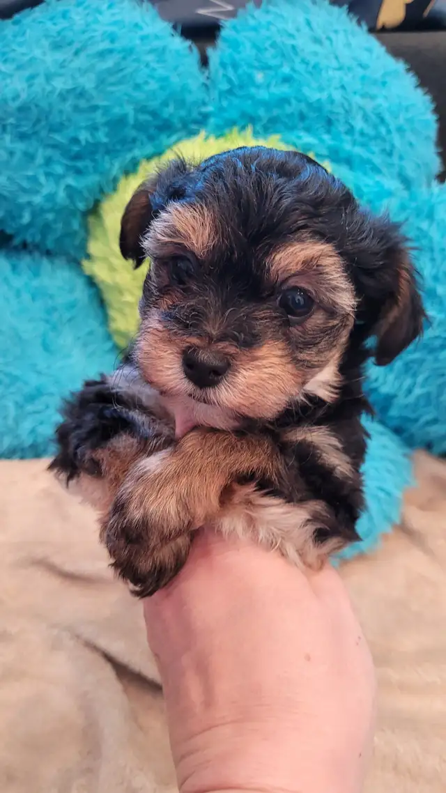 Yorkipoo mâles RÉSERVATION