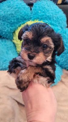 Yorkipoo mâles RÉSERVATION