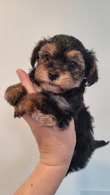 Yorkipoo mâles RÉSERVATION - Photo 2