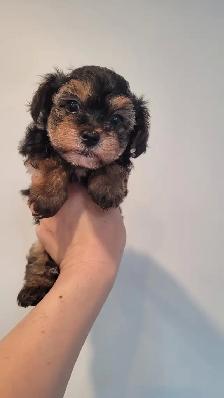 Yorkipoo mâles RÉSERVATION - Photo 3