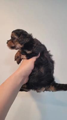 Yorkipoo mâles RÉSERVATION - Photo 4