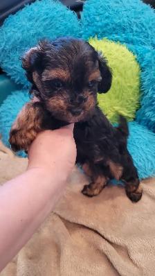Yorkipoo mâles RÉSERVATION - Photo 6