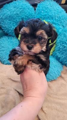 Yorkipoo mâles RÉSERVATION - Photo 8