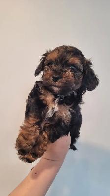 Yorkipoo mâles RÉSERVATION - Photo 9