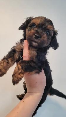 Yorkipoo mâles RÉSERVATION - Photo 10