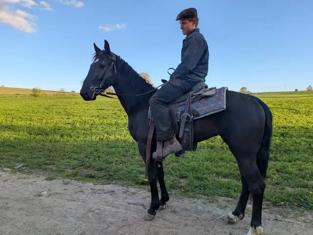 3 year old horse for sale