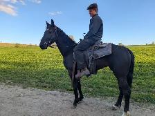 3 year old horse for sale