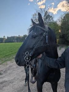 3 year old horse for sale - Photo 2