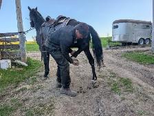 3 year old horse for sale - Photo 3
