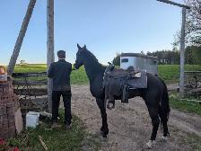 3 year old horse for sale - Photo 4