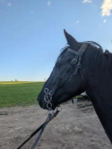 3 year old horse for sale - Photo 5