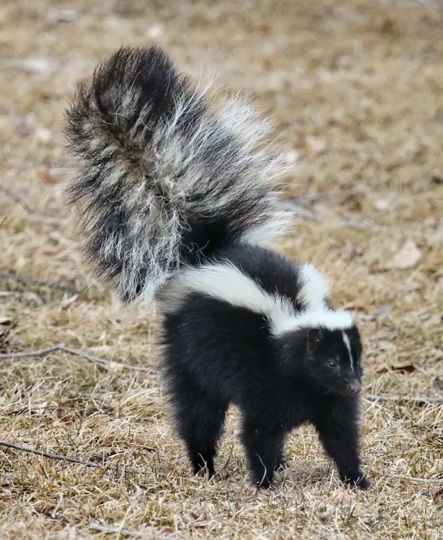 skunk removal
