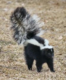 skunk removal