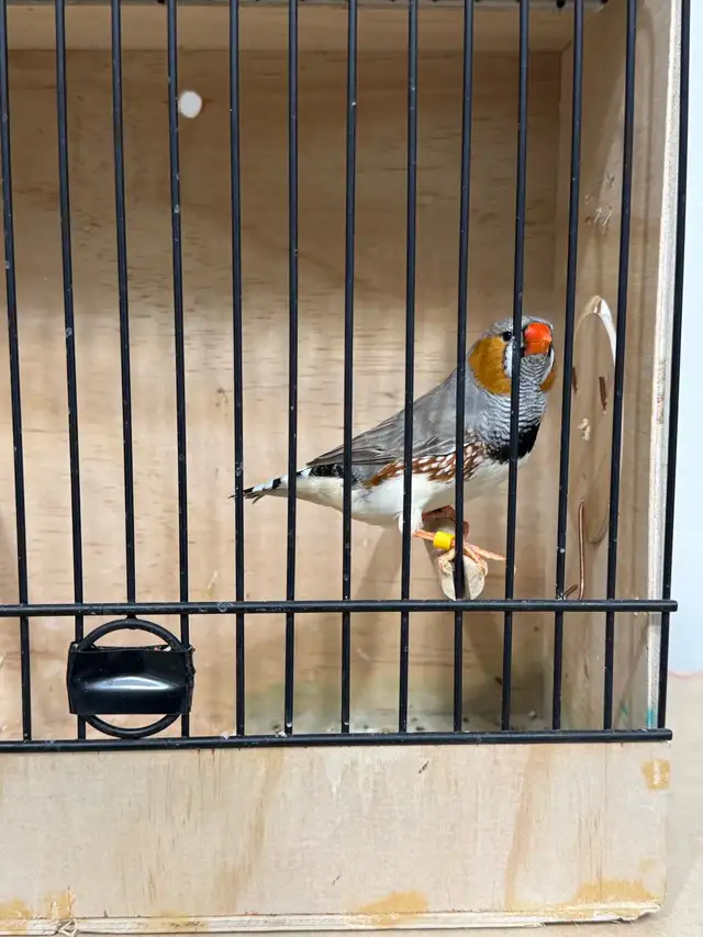 Zebra Finches for sale