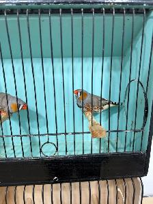 Zebra Finches for sale - Photo 4